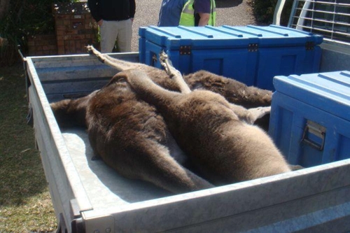 동물구호단체 WIRES가 배포한 캥거루 사체의 모습 [출처:호주 ABC 방송]