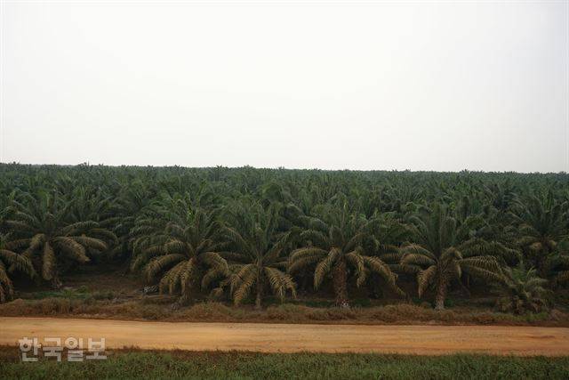 수마트라섬 잠비주의 한 대형 팜오일 농장 15m 높이 화재감시 탑에서 바라본 농장 전경.
