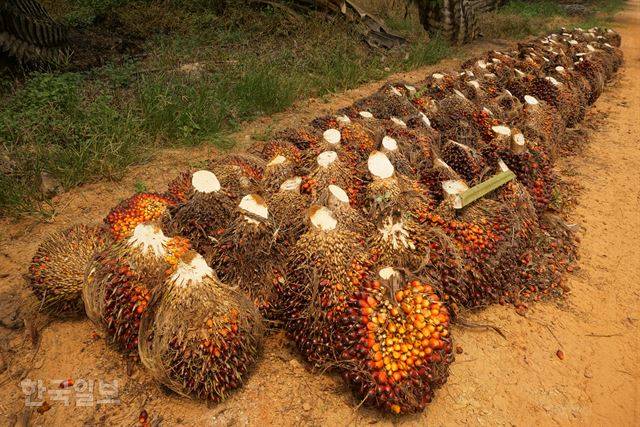 수마트라섬 잠비주 한 대형 팜오일 농장에서 딴 팜오일 열매. 무게가 10㎏이 넘고 딱딱한 가시가 촘촘히 박혀 있어서 맨손으로 들기가 어렵다.
