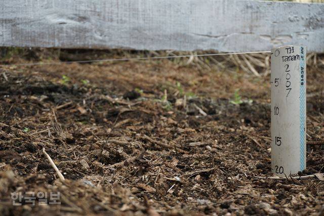 열대림 이탄지의 지반 침하 현상을 점검하는 눈금. 하얀 실이 가리키는 2007년 지표보다 20㎝나 땅이 꺼졌다.