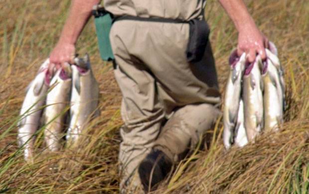 브리티시컬럼비아 주 정부는 일단 현지 어업협회가 기증한 500마리의 연어를 회색곰이 자주 출몰하는 해안선을 따라 뿌리는 작업을 펼쳤다./사진=CTV캡처