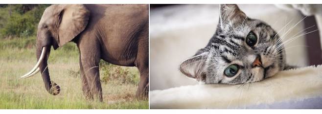 이 두 동물이 오줌을 누는 시간은 비슷했다.