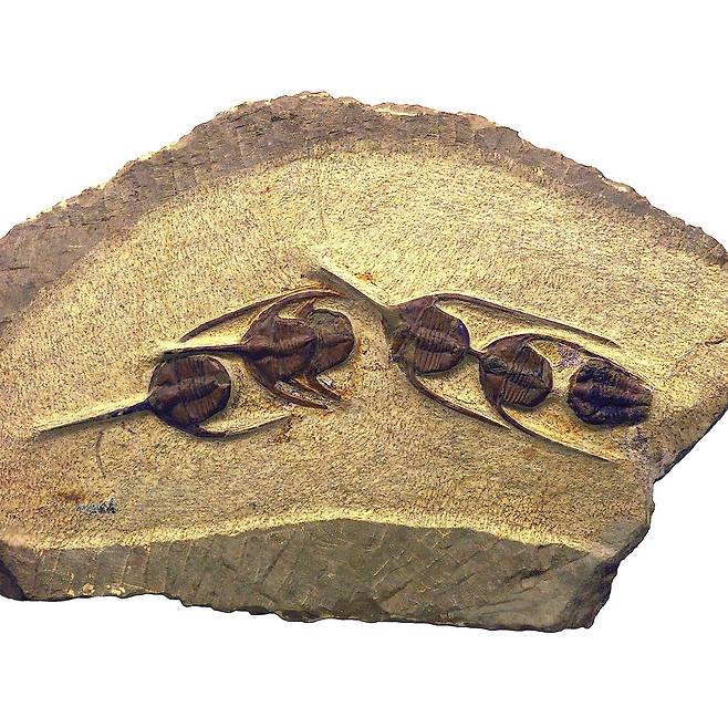 암픽스 삼엽충의 다른 화석. 역시 줄지어 이동한 흔적이 보인다. 위키미디어 코먼스 제공.