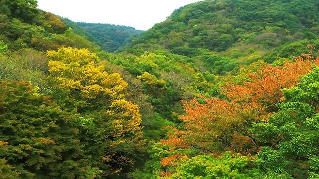 제주 한라산 국립공원 천아숲길 구간 단풍.[연합뉴스]