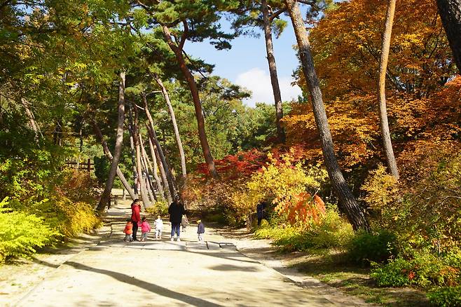 4대궁과 종묘의 단풍 시기는 11월 초순까지 즐길 수 있다. 조선왕릉 단풍은 23일을 전후로 물들기 시작할 것으로 예상된다. 태릉 숲길.[사진 문화재청]