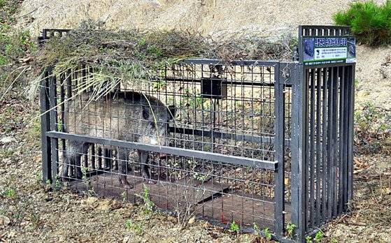 멧돼지는 농작물을 마구 파헤치고 먹기 때문에 유해조수로 수렵의 대상이 되기도 한다. 사진은 지난 17일 오전 강원 화천군 전방에 설치한 포획틀에 야생멧돼지가 포획된 모습. [사진 화천군청]