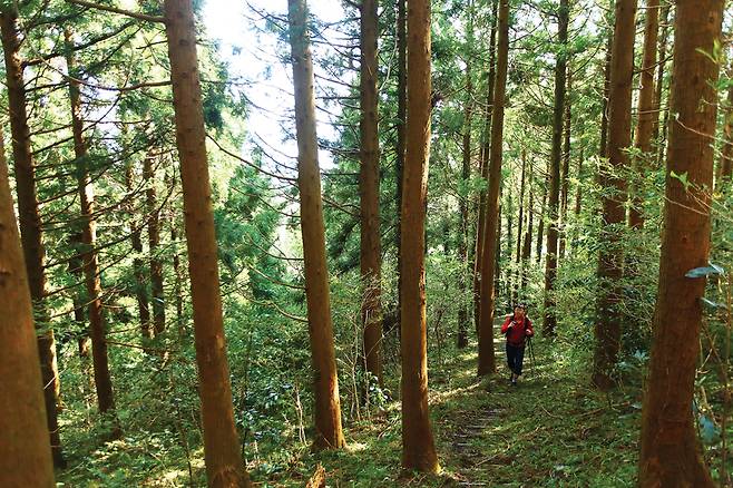 돝오름 들머리에서 계단을 올라서자마자 거대한 삼나무 숲을 만날 수 있다.