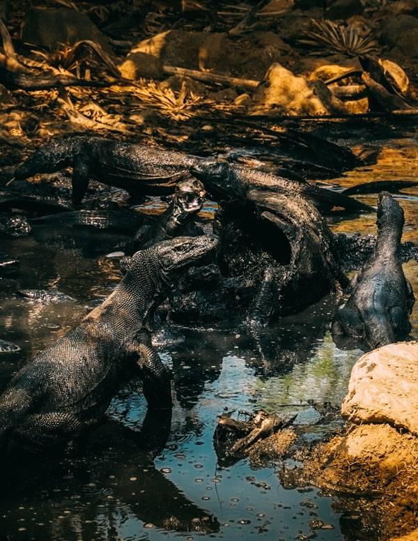 코모도 드래곤의 식사시간. 썩어 가는 사체에서 냄새가 진동한다 Ⓟ전용언