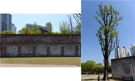 ▲ 김재규 등이 사형당한 서대문형무소 사형장과 사형장 입구 ‘통곡의 미루나무’ (출처: 대한민국역사박물관 현대사디지털아카이브)