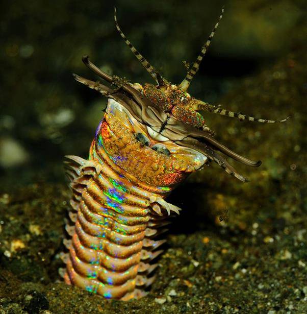 왕털갯지렁이는 거대한 턱을 이용해 다른 생물을 사냥하는 대표적인 육식성 다모류이다. 국립생물자원관