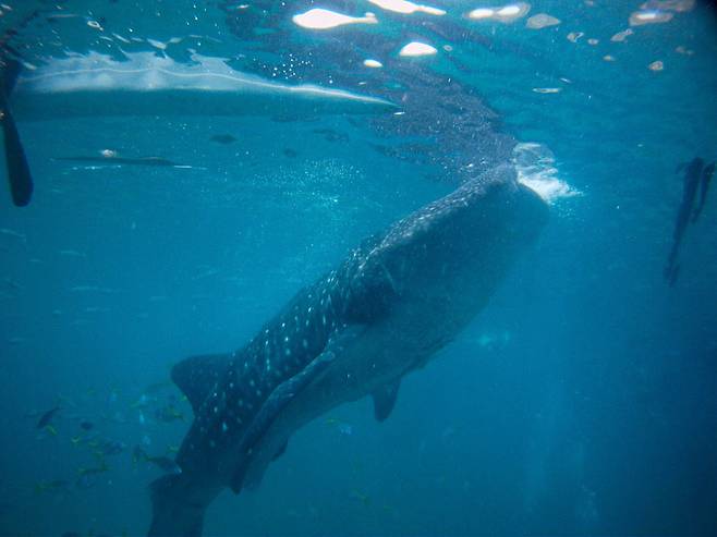 눈앞의 고래상어. 손에 닿지 않도록 조심 또 조심