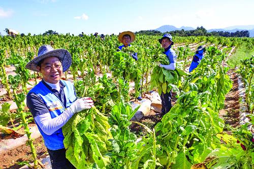 지난 8월 13일 KT&G 원료본부 및 김천공장 임직원들이 일손 부족으로 어려움을 겪는 전북 김제시의 한 잎담배 농가를 찾아 수확 봉사활동을 하고 있다.