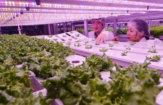 5일 서울 지하철 7호선 상도역 지하 1층에 들어선 서울교통공사 스마트팜 브랜드 ‘메트로팜’의 수직농장에서 관계자들이 카이피라의 성장 상태를 살펴보고 있다. 김낙중 기자