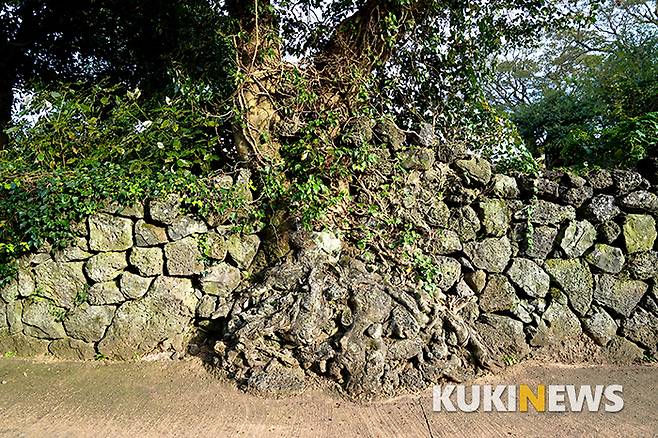 흙보다 돌과 바위가 더 많은 제주에선 나무가 돌과 바위를 밀어내지 않고 제 살 속에 품으며 크는 모습을 흔히 본다.