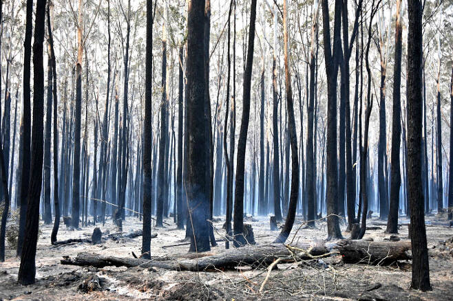 호주 시드니 북쪽, 뉴사우스웨일스주 올드바 지역의 숲이 10일 산불 때문에 숯처럼 그을려 있다.  올드바 | AFP연합뉴스