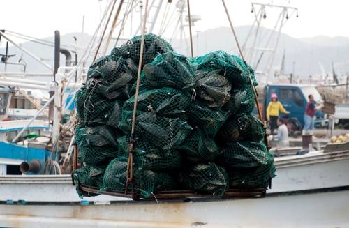 어선서 하역되는 보령산 키조개 [보령시 제공. 재판매 및 DB 금지]