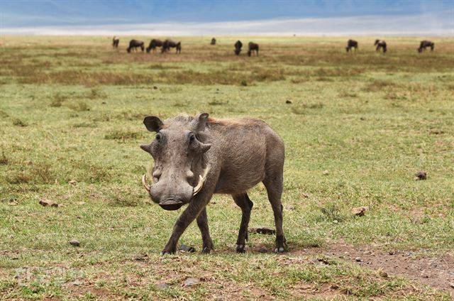 애니메이션 ‘라이온 킹’에서 ‘품바’로 등장하는 멧돼지. 종종걸음을 치다 카메라 앞에서 포즈를 잡았다.