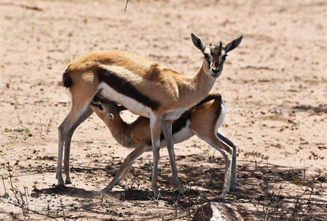 새끼 가젤이 젖을 먹는 동안 어미가 물끄러미 사파리 차량을 응시하고 있다.