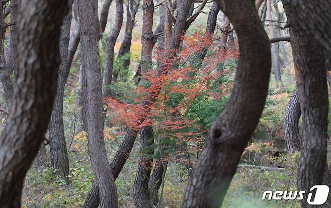 13일 경북 영천시 자양면 성곡리 하천재 입구 소나무 숲 사이로 단풍나무가 붉게 물들어 있다. 2019.11.13/뉴스1 © News1 정우용 기자