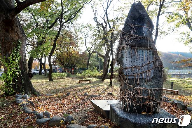 13일 경북 영천시 화북면 자천리 오리장림 비석에 감겨진 새끼줄이 가을 햇살에 반짝이는 낙엽과 조화를 이루고 있다. 2019.11.13/뉴스1 © News1 정우용 기자