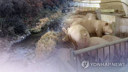 살처분 돼지 핏물에 하천 오염…긴급 차단 조치 (CG) [연합뉴스TV 제공]