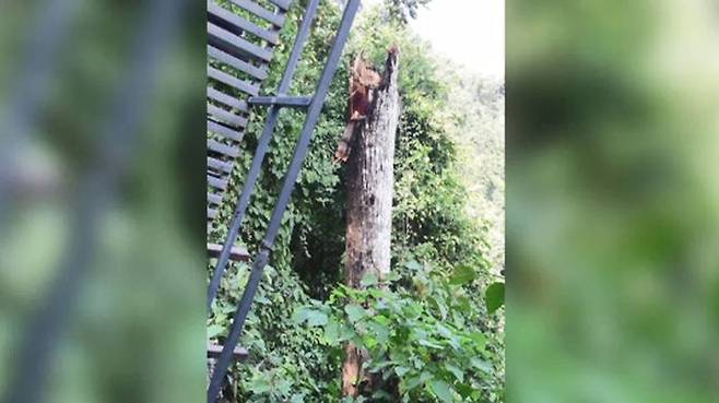 지름 40cm, 높이 7m 생나무 부러져 사고