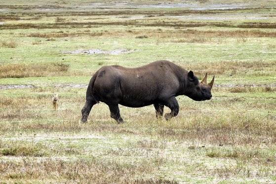 멸종위기에 처한 검은코뿔소. 자칼(왼쪽)과 몸집 차이가 확연하다. 백종현 기자