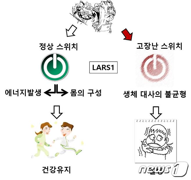 'LARS1'(leucyl-tRNA synthetase 1) 효소가 아미노산과 탄수화물의 세포 내 수준을 인식해 단백질 합성과 에너지 생산의 균형을 이루는 통합형 대사조절 '스위치'의 역할을 하고 있는 도표.© 뉴스1