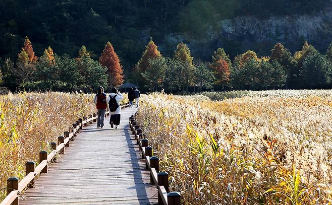 지난달 15일 전남 순천만 습지 갈대 산책길. 김선식 기자