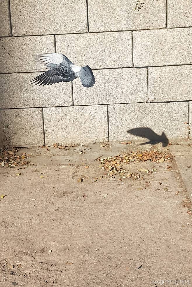 날갯짓하는 비둘기. / 사진 = 오진영 기자