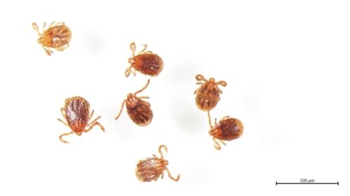 반려동물에서 발견된 진드기 [세종시 제공. 재판매 및 DB 금지]