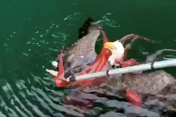 캐나다 어부들이 브리티시 걸럼비아의 코앗시노 사운드해안에서 서로 엉켜있는 대머리독수리와 문어를 갈라놓고 있다. [로이터=연합뉴스]
