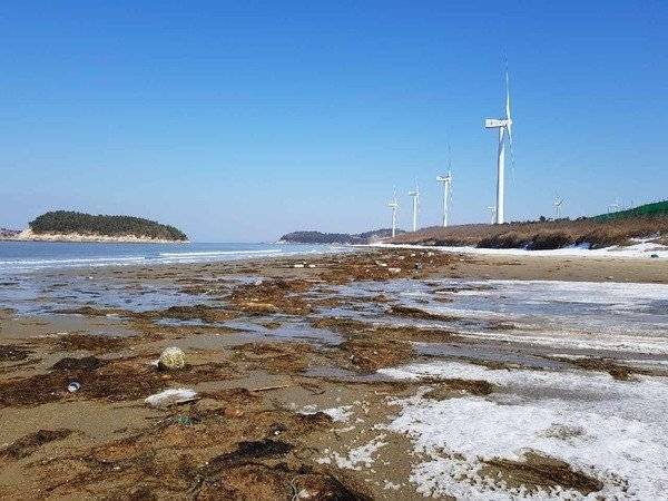 지난해 1월 전남 신안군에 몰려든 중국산 괭생이모자반. 곳곳에 해양쓰레기도 뒤섞여 있다. [사진 신안군]