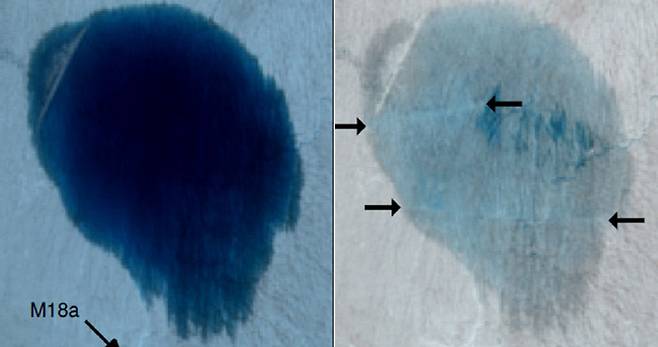 위성으로 관찰한 올해 5월 30일(왼쪽)과 6월 1일의 그린란드 ‘028 호수’ 모습. 이틀 만에 현격하게 물이 줄었다.  영국 케임브리지대 연구진 제공