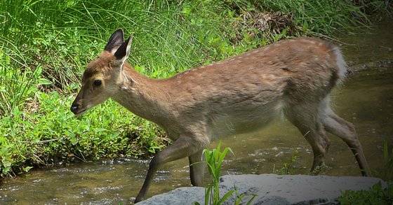 오래전부터 인간의 삶과 밀접한 관계가 있는 사슴. [중앙포토]