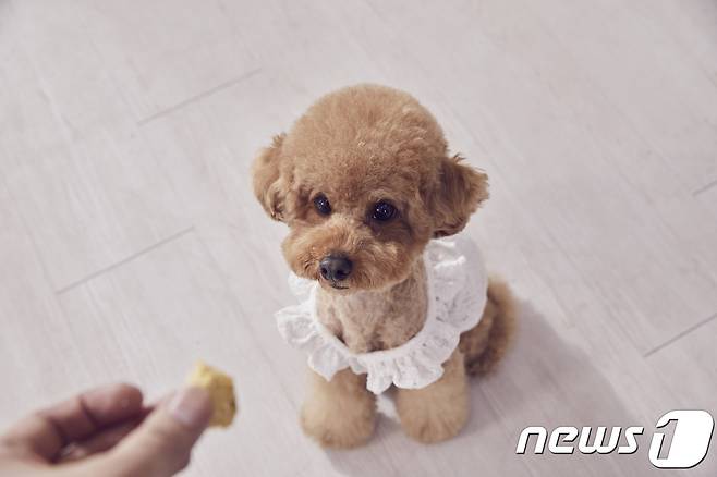 간식 먹는 강아지. 사진 이미지투데이 © 뉴스1