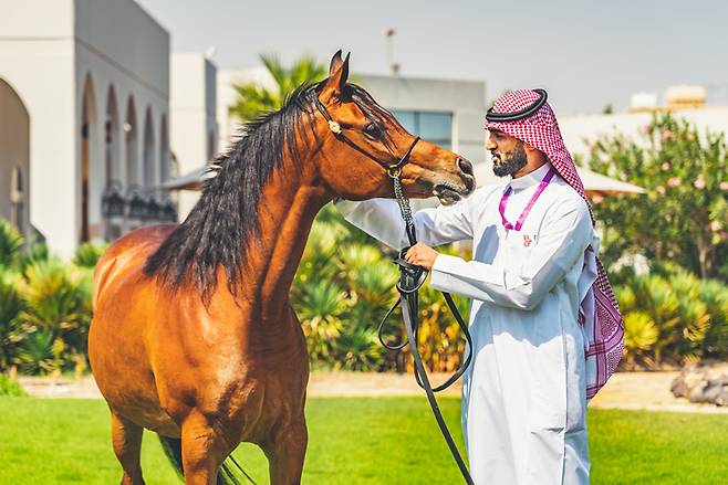 아랍과 말은 떼려야 뗄 수 없는 사이. 잘 어울리는 한 쌍이라 찰칵