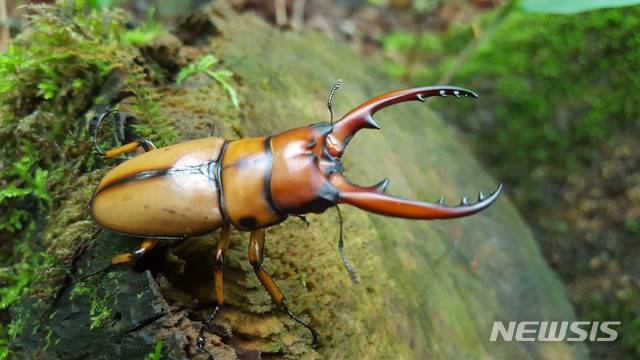 [제주=뉴시스] 제주도에 서식하고 있는 멸종위기 2급인 두점박이 사슴벌레.(제주도민속자연사박물관 제공)