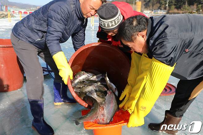 제13회 평창송어축제 개막 하루를 앞둔 27일 축제 관계자들이 강원도 평창군 진부면 오대천에서 얼음낚시객을 위한 평창송어를 방류하고 있다.2019.12.27/뉴스 © News1 권혜민 기자