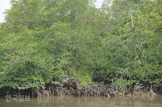 인도네시아 칼리만탄섬 동부칼리만탄주의 발릭파판 일대 맹그로브 숲. 발릭파판=고찬유 특파원
