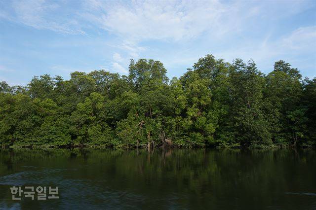 인도네시아 칼리만탄섬 동부칼리만탄주의 발릭파판 일대 맹그로브 숲. 발릭파판=고찬유 특파원