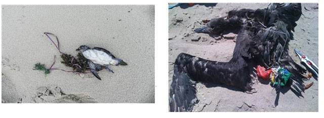 터진 풍선 줄로 목숨을 잃거나, 풍선 끈에 발이 묶인 새 [사진 출처 : 경기도]