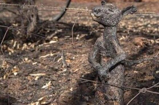 호주 산불로 불에 타 죽은 어린 캥거루. [사진 켈리 슬레이터 인스타그램]