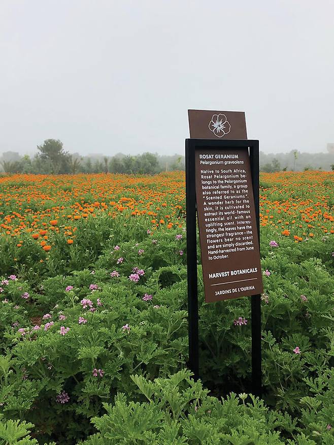 입생로랑 뷰티의 어떤 제품에 이 식물이 들어가는지 구체적으로 적혀 있는 안내판.