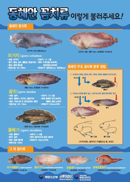 국립수산과학원이 2018년 10월에 배포함 꼼치류 물고기 포스터. 그러나 여태 어민과 부둣가 식당에서는 곰치(미거지), 물메기(꼼치)처럼 익숙한 고기 이름을 쓰고 있다. [자료 국립수산과학원]
