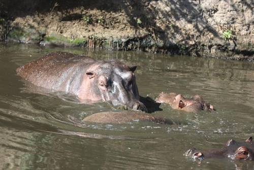 자리다툼 하는 하마들 [사진/성연재 기자]