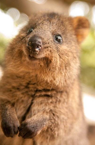 쿼카(쿠아카왈라비) . [flickr]