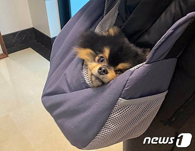 방탄소년단 뷔의 반려견 탄이. 사진 위버스 © 뉴스1