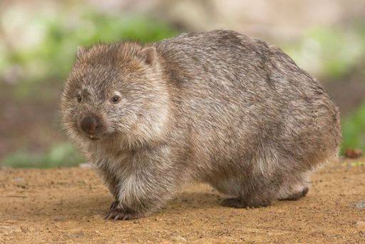 호주 남부와 북동부에 서식 중인 유대류과 동물인 웜뱃. 위키피디아.