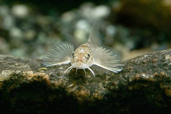 멸종위기 야생생물 I급 민물고기인 흰수마자 [사진 변명섭=중앙포토]